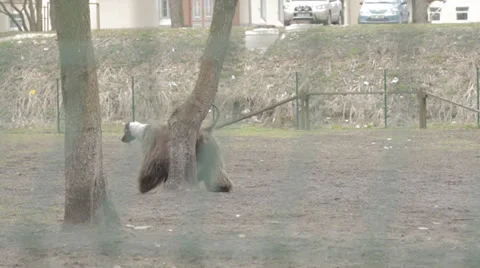 Dog Peeing Stock Footage 31818855