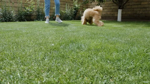 Dog peeing on lawn. Video stock 90158683