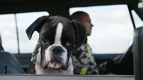 Dog peeking from car window Stock Footage 71569208