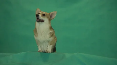 Dog peeking on a green screen Vidéo 145686291