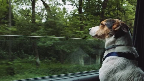 Dog peeking in from the open window of the car. Stock Footage 76897842