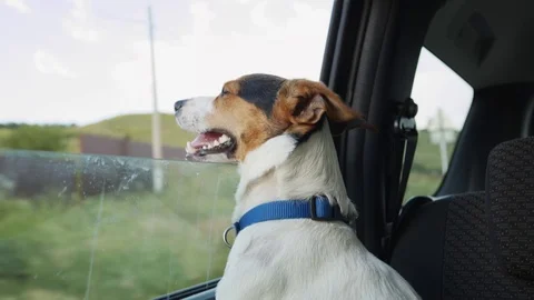 Dog peeking in from the open window of the car. Stock Footage 77192988