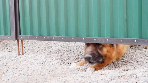 The dog peeks out from under the gate and barks. Angry dog. Stock Footage 239605323