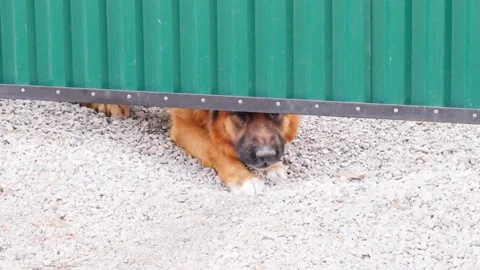 The dog peeks out from under the gate and barks. Angry dog. Stock Footage 239605331