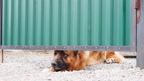 The dog peeks out from under the gate and looks longingly into the street. Stock Footage 239605692