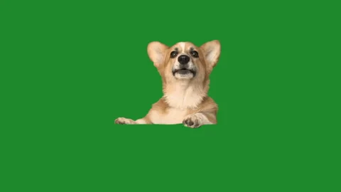 Dog peeps and talks on a green screen Stock Footage 113863264