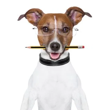 Dog pencil 스톡 사진