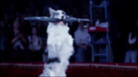 Dog performing circus act, standing on hind legs, holding prop, captivating Stock Footage 340387599