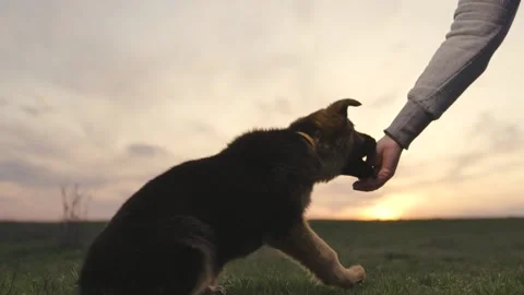 The dog performs the cynologist's command at sunset. little shepherd puppy. eat Stock Footage 244795314