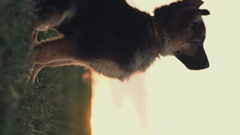 The dog performs the cynologist's command at sunset. little shepherd puppy. eat Stockbeeldmateriaal 270208554