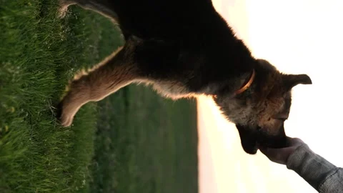 The dog performs the cynologist's command at sunset. little shepherd puppy. eat Stock Footage 270515661