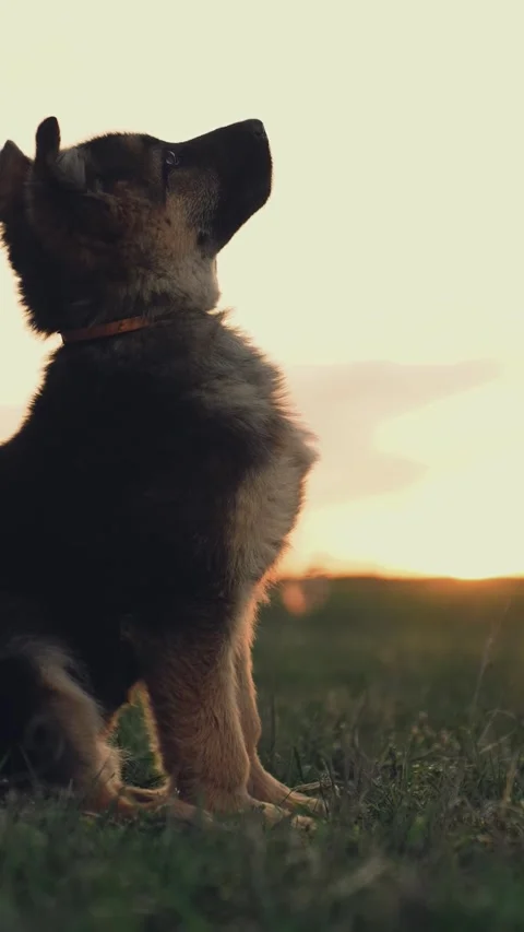The dog performs the cynologist's command at sunset. little shepherd puppy. eat Stockbeeldmateriaal 270800450