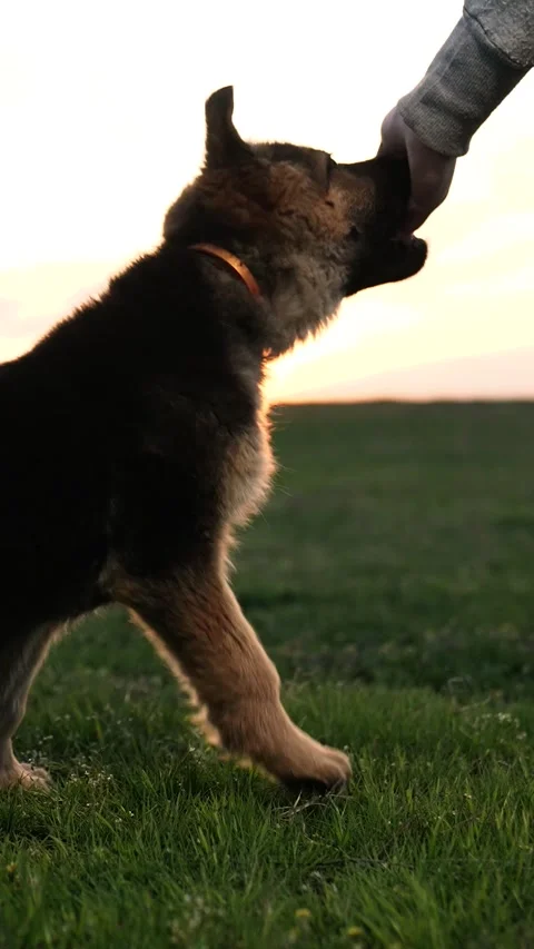The dog performs the cynologist's command at sunset. little shepherd puppy. eat Stock Footage 272449352