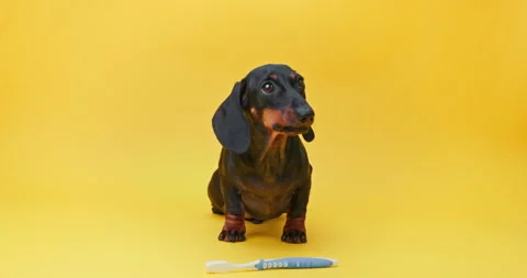 Dog performs trick, handler command holds toothbrush in mouth, puts it on floor Stock Footage 253834461