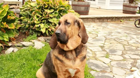 Dog Perking Ears Video stock 37227266