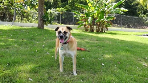 Dog. Perro. Vidéo 134107519