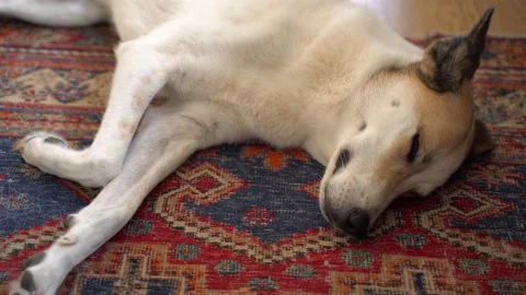 Dog on Persian carpet, position #2 Stock Footage