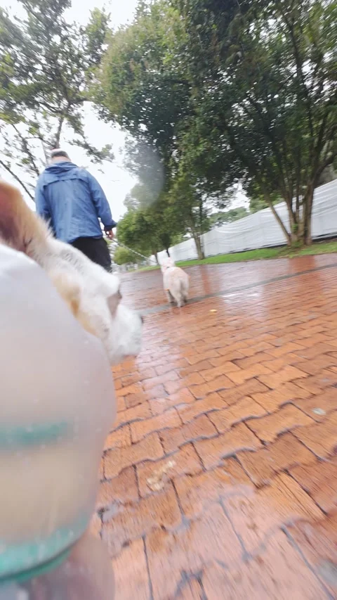 Dog Perspective of Man Walking Dogs on Wet Brick Path in Park on Overcast R.. 動画素材 338365032