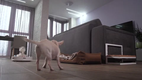Dog pet barking at working robotic vacuum cleaner Stock-Footage 145017784