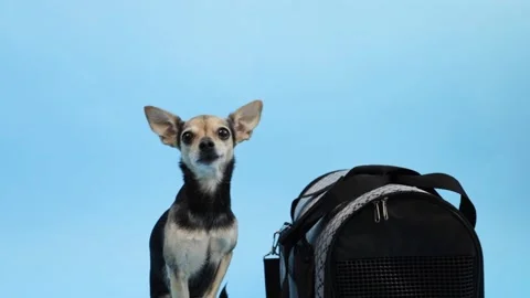 Dog with pet carrier on blue background, canine in a delivery cage, safe tr.. Stock Footage 282703853