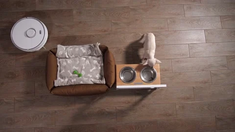 Dog pet eating while robot vacuum cleaner working Stock Footage 145017860
