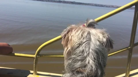The dog pet sails on the ship. dog shaggy on the water Stock Footage