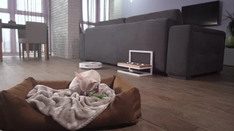 Dog pet watching robotic vacuum cleaner at work Stock-Footage 145018564