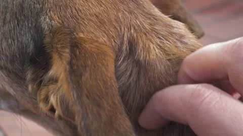 Dog petting neck Stock Footage 231553249