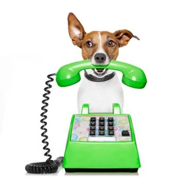 Dog on the phone Foto stock