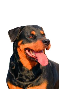 Dog Stock Photos