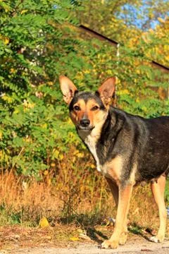 Dog Foto stock