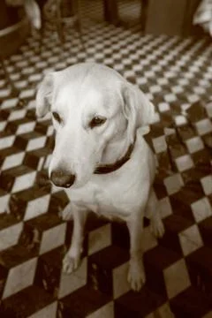 Dog Stock Photos