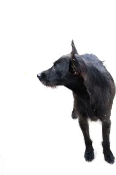 Dog Stock Photos