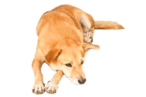 Dog Stock Photos