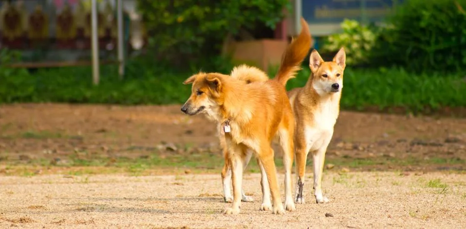 Dog Stock Photos