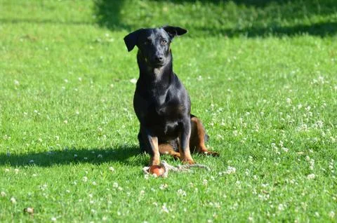 Dog Stock Photos