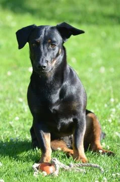 Dog Stock Photos