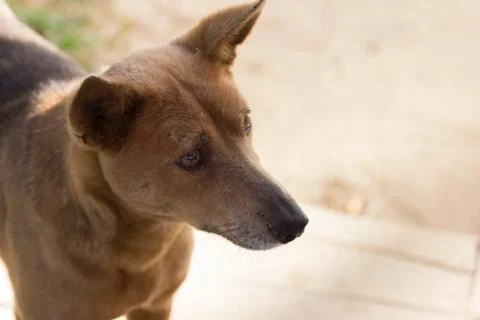 Dog Stock Photos