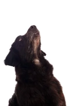 Dog Foto stock