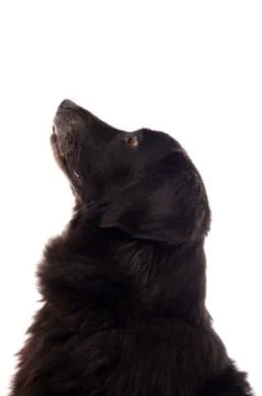 Dog Stock Photos