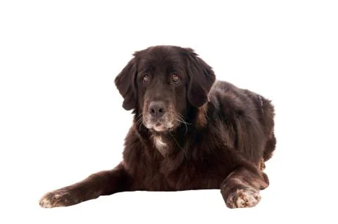 Dog Stock Photos