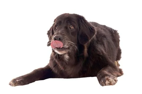 Dog Foto stock