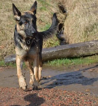 Dog Stock Photos