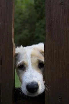 Dog Stock Photos