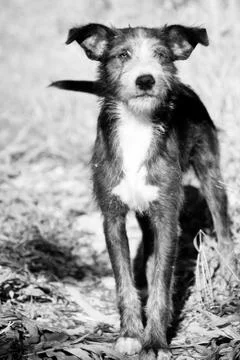 Dog Stock Photos