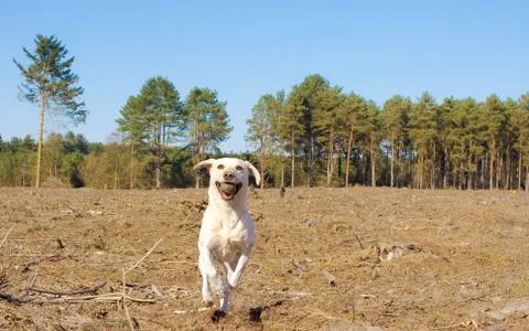 Dog Stock Photos