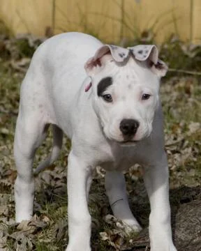 Dog Stock Photos