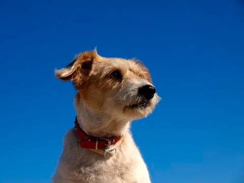 Dog 스톡 사진