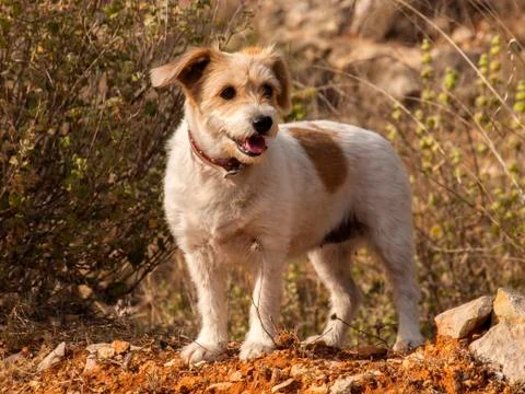 Dog 스톡 사진