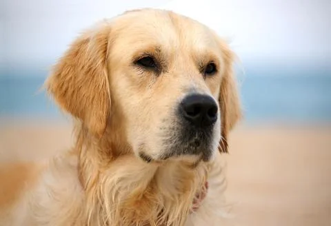 Dog Stock Photos